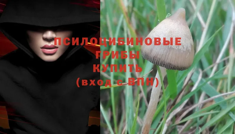 Псилоцибиновые грибы MAGIC MUSHROOMS  blacksprut ССЫЛКА  Нахабино 